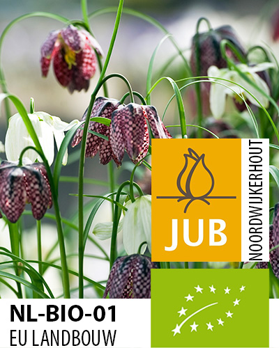 Fritillaria meleagris.jpg